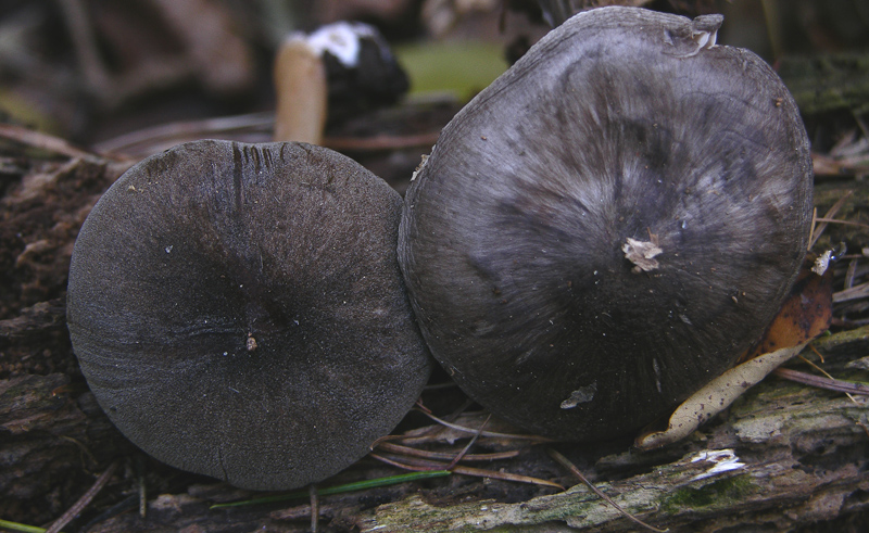 Facili,meno facili...per allenamento...